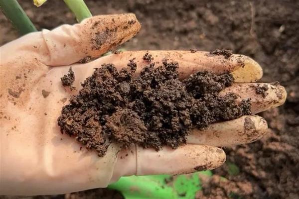 香水百合的产地，原产自喜马拉雅山、澳洲地区