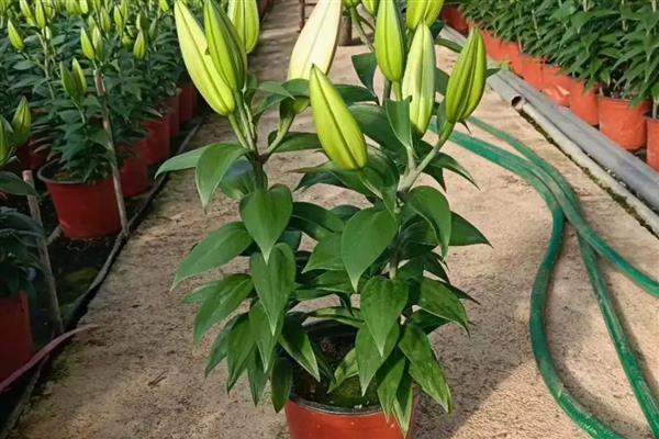 香水百合的产地，原产自喜马拉雅山、澳洲地区