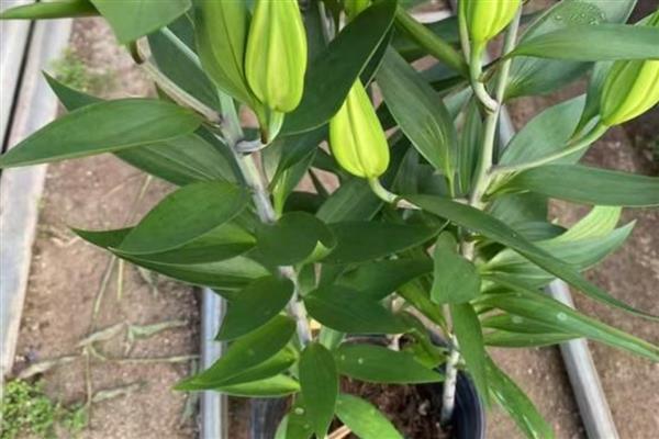 香水百合的产地，原产自喜马拉雅山、澳洲地区