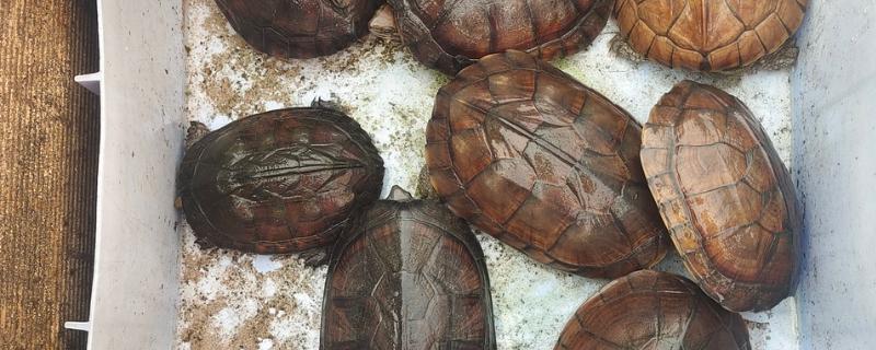 乌龟怎么干养，平时不放在水里但每天要泡三次水