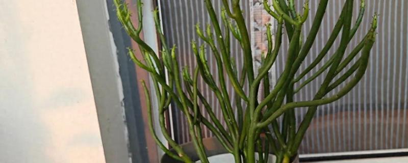 光棍树越长越高怎么处理,需要控制浇水频次