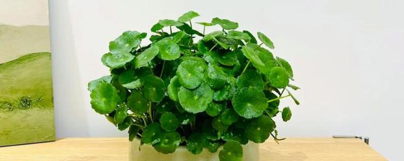 铜钱草用什么土养好，选择弱酸性花土为佳