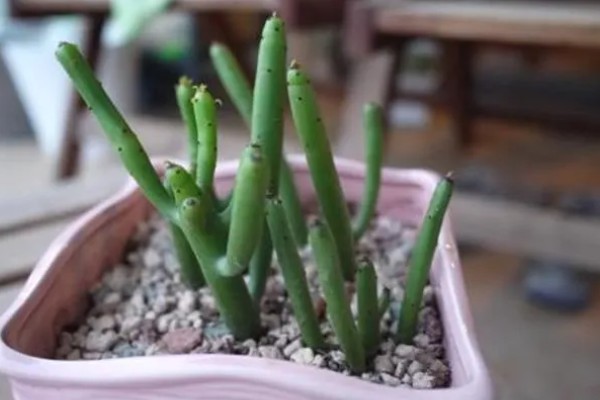 光棍树越长越高怎么处理,需要控制浇水频次