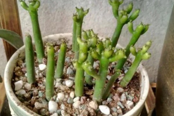 光棍树越长越高怎么处理,需要控制浇水频次