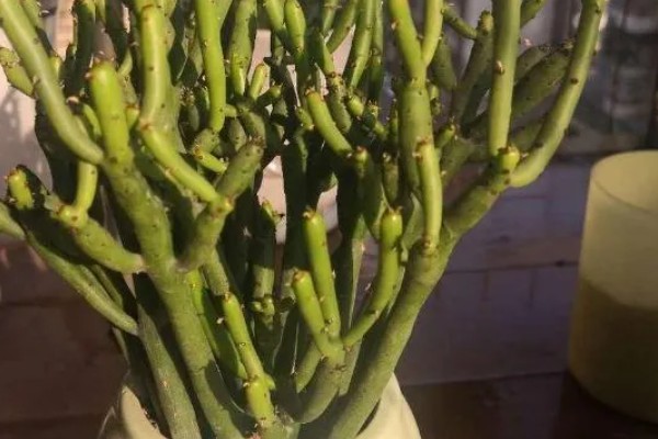 光棍树越长越高怎么处理,需要控制浇水频次