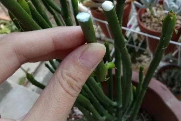 光棍树越长越高怎么处理,需要控制浇水频次