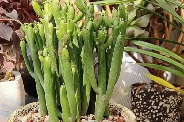 光棍树越长越高怎么处理,需要控制浇水频次