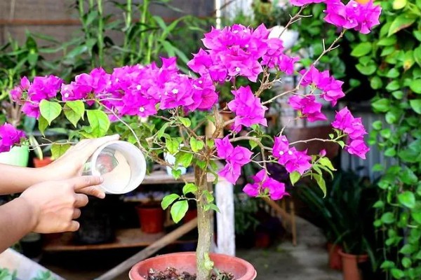 重瓣三角梅的品种，分为红色、橙色、粉色等的品种