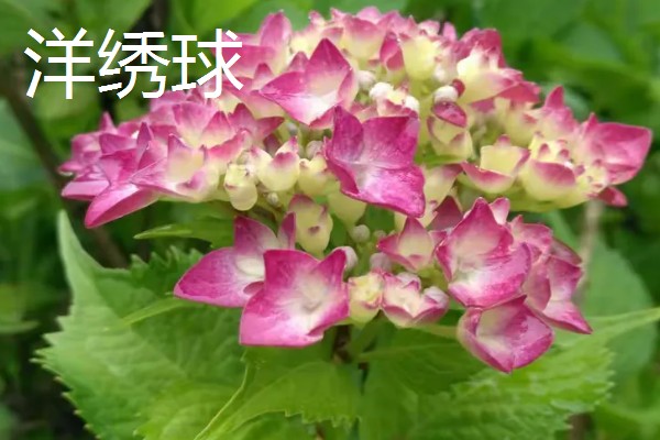 不吉利的植物有哪些，一般是指带刺或太高大的植物