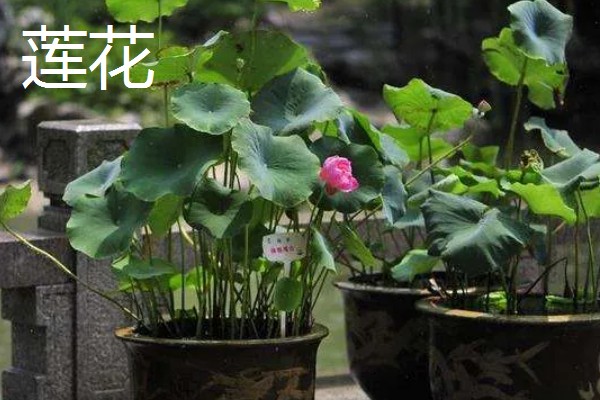 不吉利的植物有哪些，一般是指带刺或太高大的植物