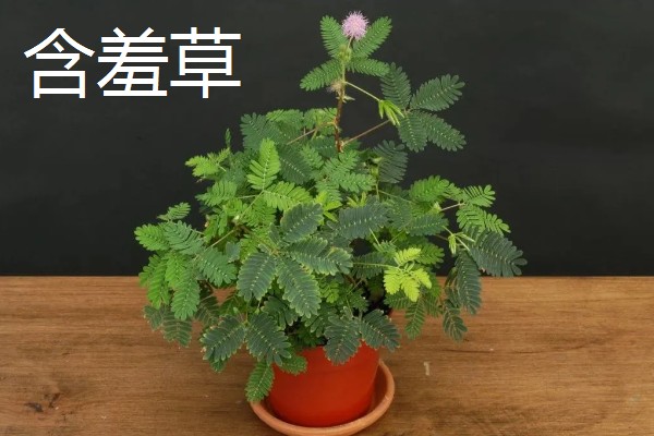 不吉利的植物有哪些，一般是指带刺或太高大的植物