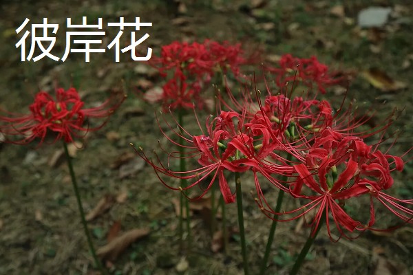 不吉利的植物有哪些，一般是指带刺或太高大的植物