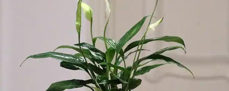 怎么养一帆风顺，要注意盆土不能有积水