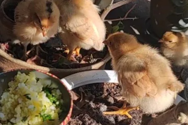 小鸡喝水会死么，正确喂水不会死