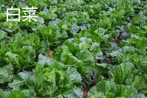 哪些蔬菜适合在五六月份种植，常见白菜、萝卜、南瓜等品种