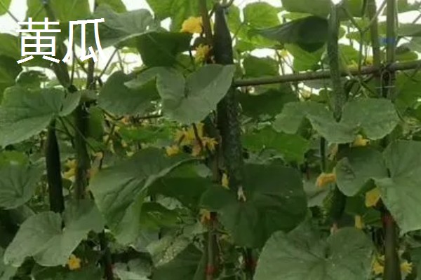 哪些蔬菜适合在五六月份种植，常见白菜、萝卜、南瓜等品种