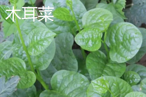 哪些蔬菜适合在五六月份种植，常见白菜、萝卜、南瓜等品种