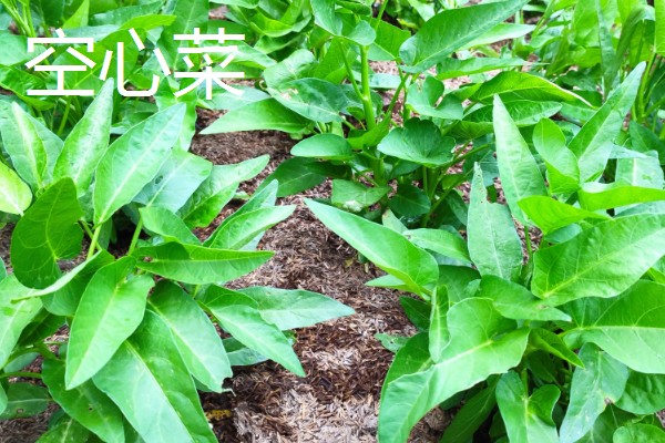 哪些蔬菜适合在五六月份种植，常见白菜、萝卜、南瓜等品种