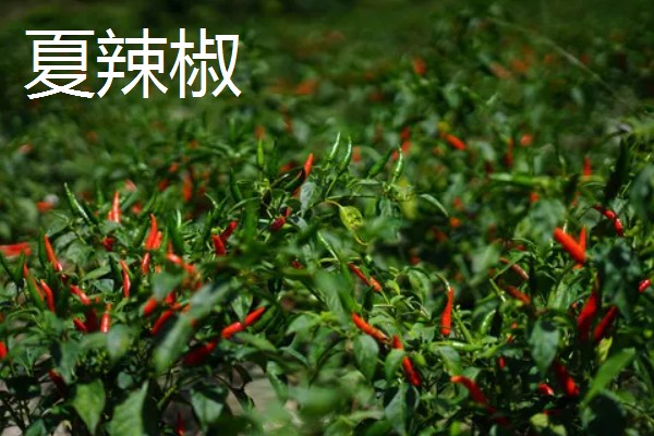 哪些蔬菜适合在五六月份种植，常见白菜、萝卜、南瓜等品种