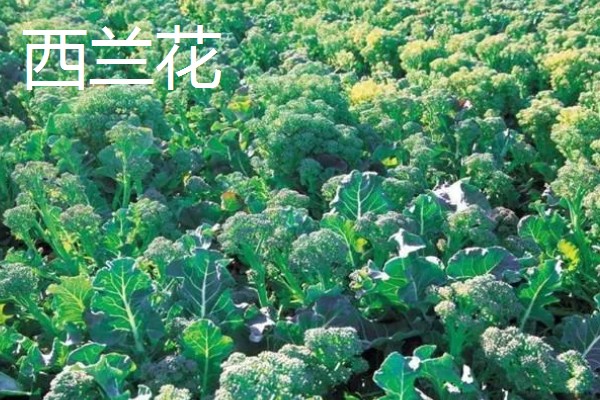 哪些蔬菜适合在五六月份种植，常见白菜、萝卜、南瓜等品种