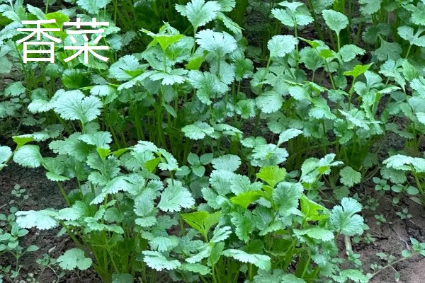 哪些蔬菜适合在五六月份种植，常见白菜、萝卜、南瓜等品种