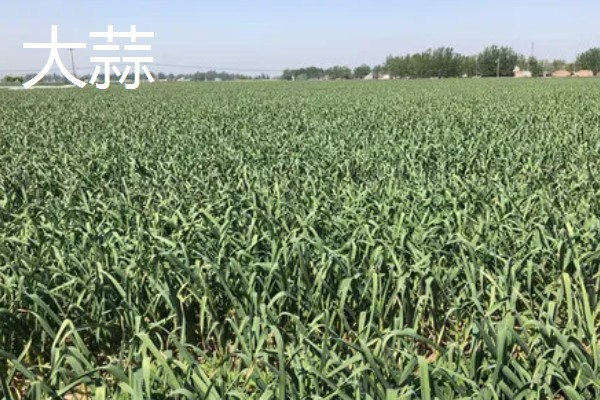 哪些蔬菜适合在五六月份种植，常见白菜、萝卜、南瓜等品种