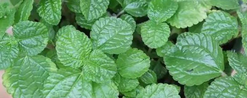 除甲醛的植物，有吸毒草、鸭掌木等