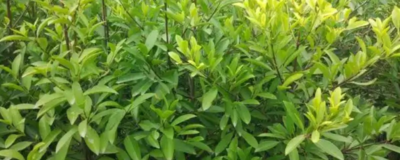 山竹树苗的育苗方式，可扦插、嫁接或压条繁殖