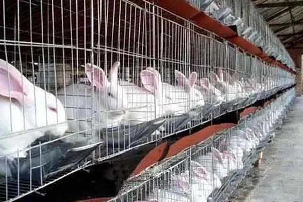 如何有效提高兔子繁殖能力，首先要严格筛选种兔