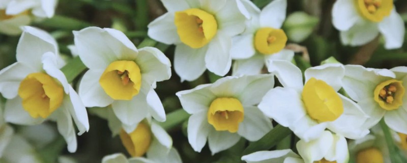 为什么水仙只长叶子不开花,可能是长期在阴暗环境中所