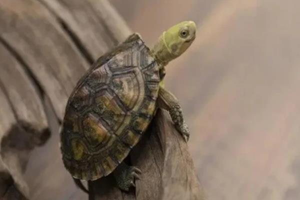 乌龟怎么干养，平时不放在水里但每天要泡三次水