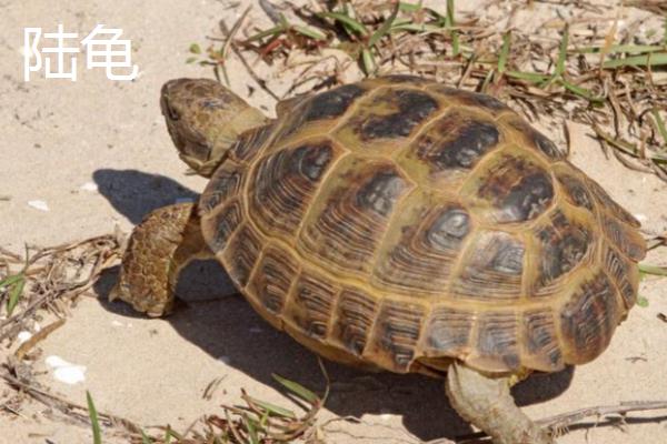 乌龟怎么干养，平时不放在水里但每天要泡三次水