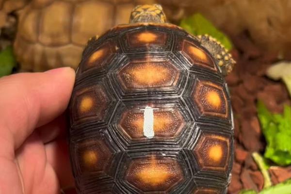 乌龟怎么干养，平时不放在水里但每天要泡三次水