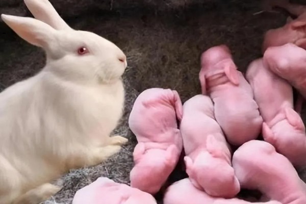 如何有效提高兔子繁殖能力，首先要严格筛选种兔