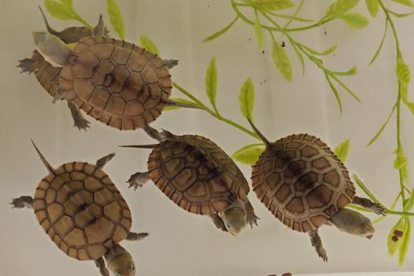 乌龟怎么干养，平时不放在水里但每天要泡三次水