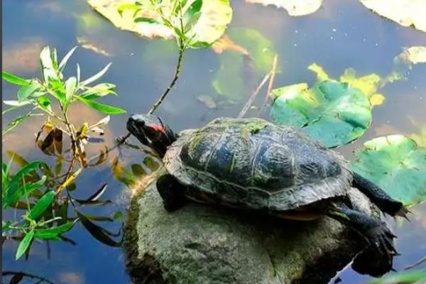 乌龟怎么干养，平时不放在水里但每天要泡三次水