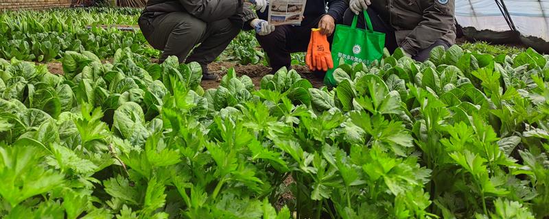 大棚蔬菜的除草技术，可以覆盖黑色地膜来防草