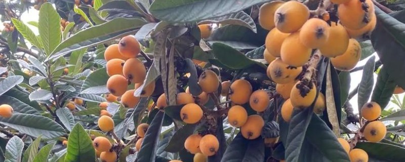 杈杷果能在家里种吗，可以在家里种植