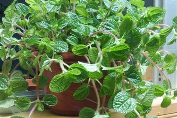 除甲醛的植物，有吸毒草、鸭掌木等