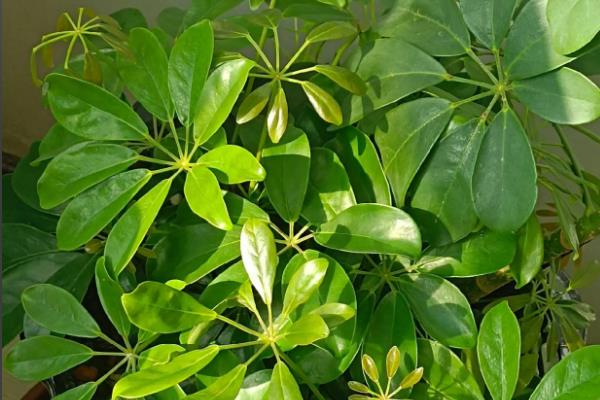 除甲醛的植物，有吸毒草、鸭掌木等