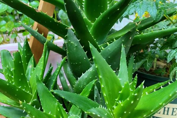 除甲醛的植物，有吸毒草、鸭掌木等