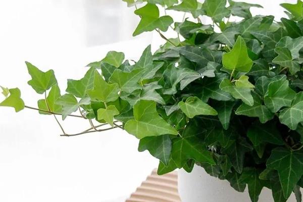 除甲醛的植物，有吸毒草、鸭掌木等
