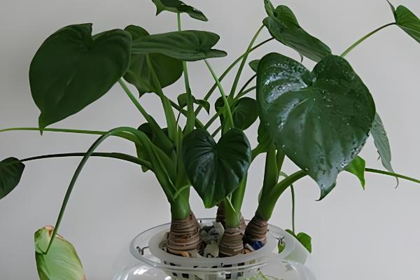 除甲醛的植物，有吸毒草、鸭掌木等