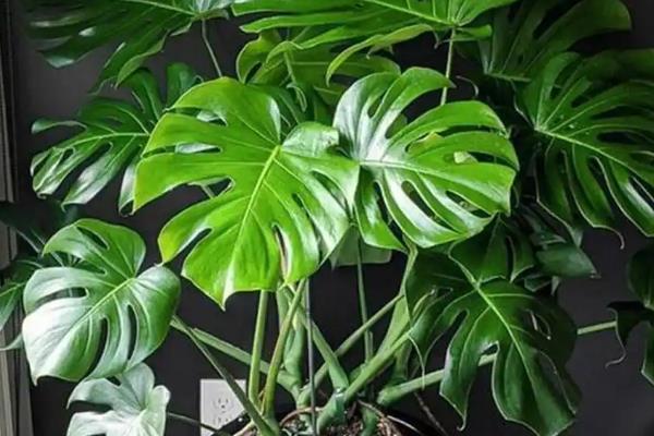 除甲醛的植物，有吸毒草、鸭掌木等