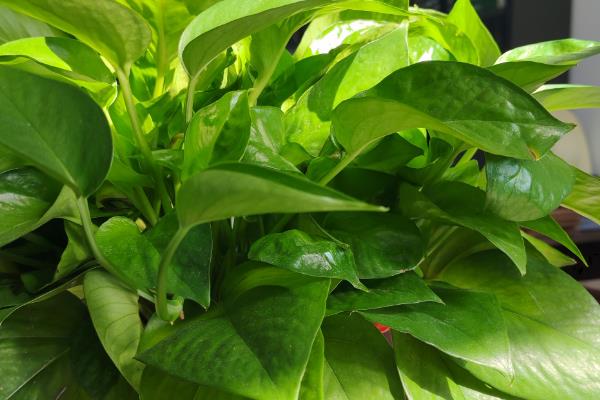 除甲醛的植物，有吸毒草、鸭掌木等