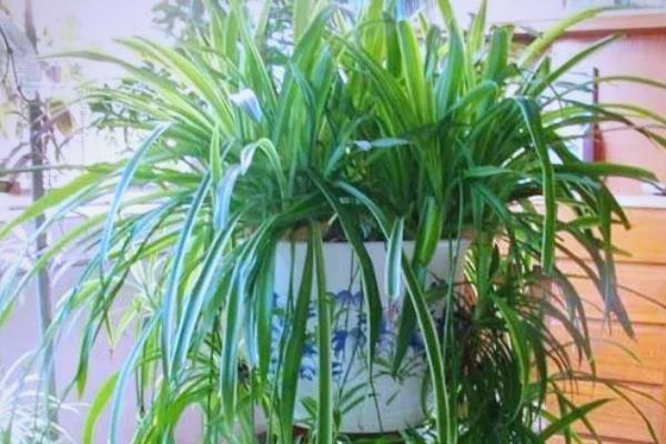 除甲醛的植物，有吸毒草、鸭掌木等