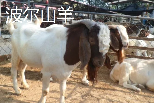南方适合养什么肉羊品种，推荐波尔山羊、南疆黄羊等