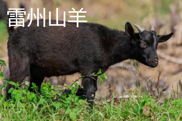 南方适合养什么肉羊品种，推荐波尔山羊、南疆黄羊等