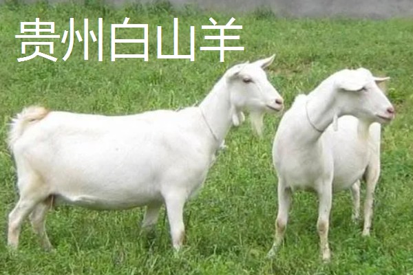 南方适合养什么肉羊品种，推荐波尔山羊、南疆黄羊等