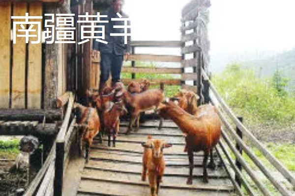 南方适合养什么肉羊品种，推荐波尔山羊、南疆黄羊等